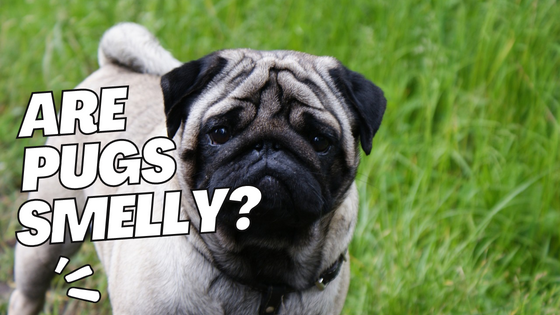 Are pugs smelly?
