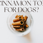Is Cinnamon Toxic For Dogs