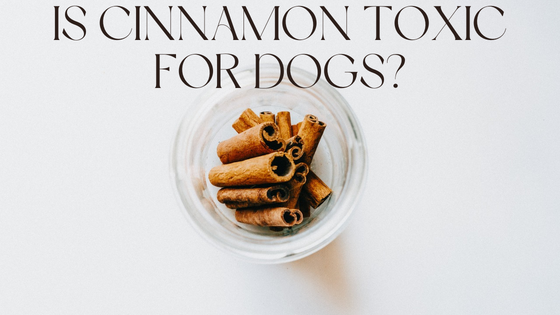 Can Dogs Eat Cinnamon?