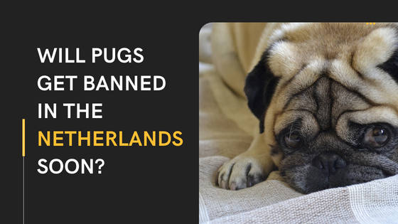 Will Pugs Get Banned in the Netherlands Soon?