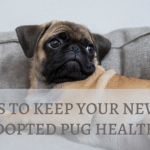 Tips to Keep Your Newly Adopted Pug Healthy