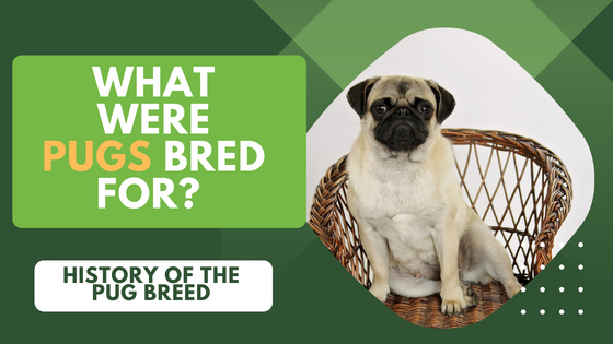 What Were Pugs Bred For? The History of the Pug Breed