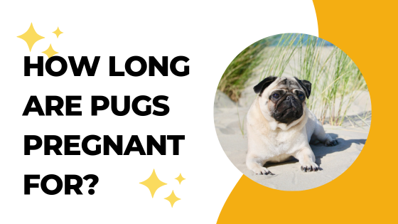 How Long Are Pugs Pregnant For?