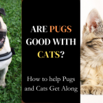 Are Pugs Good with Cats