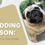 Pug Shedding Season Managing Fur Loss Guide