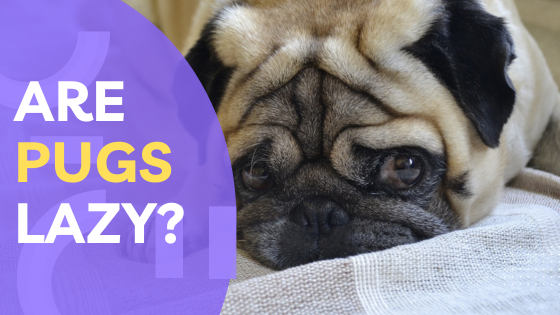 Pondering the Myth: Are Pugs Lazy?