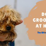 dog grooming at home