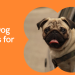 Best Dog Crates for Pugs: