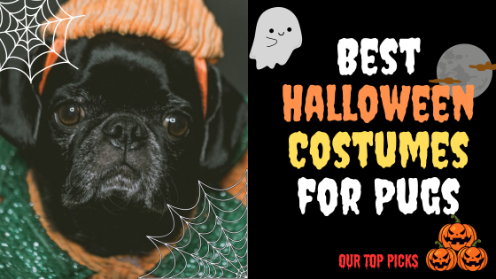 10 Best Halloween Costumes for Pugs: Our Top Picks