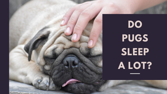 Do Pugs Sleep A Lot?