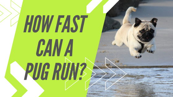 How Fast Can a Pug Run?