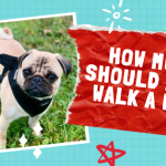 How much should a pug walk a day?
