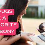 Do Pugs Pick a Favorite Person?
