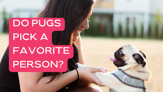 Do Pugs Pick a Favorite Person?