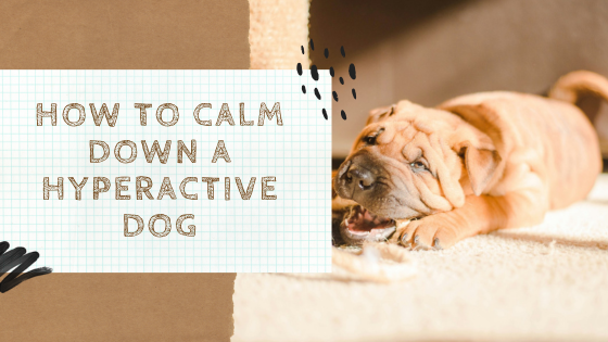 How to Calm Down a Hyperactive Dog