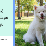 6 Spring Safety Tips for Dogs