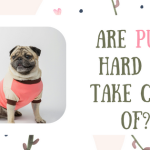 Are Pugs Hard to Take Care of!