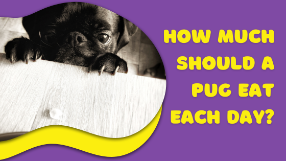How Much Should A Pug Eat Each Day?