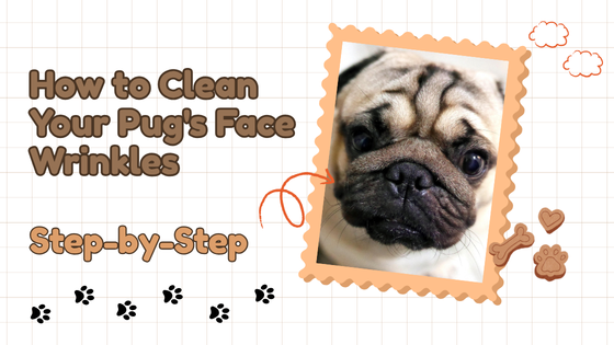 How to Clean Your Pug’s Face Wrinkles (Step-by-Step)