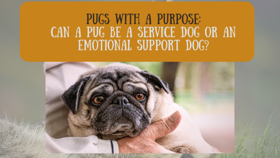 Pugs with a Purpose: Can a Pug Be a Service Dog or an Emotional Support Dog?