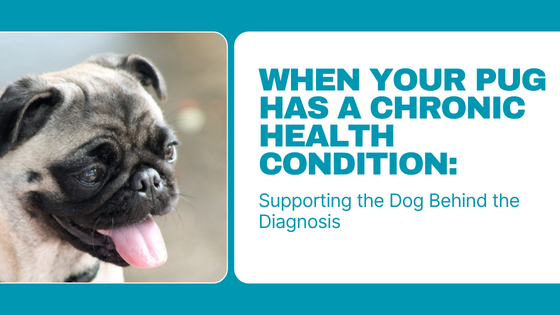 When Your Pug Has a Chronic Health Condition: Supporting the Dog Behind the Diagnosis