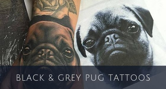 Black and Grey Pug Tattoo Gallery